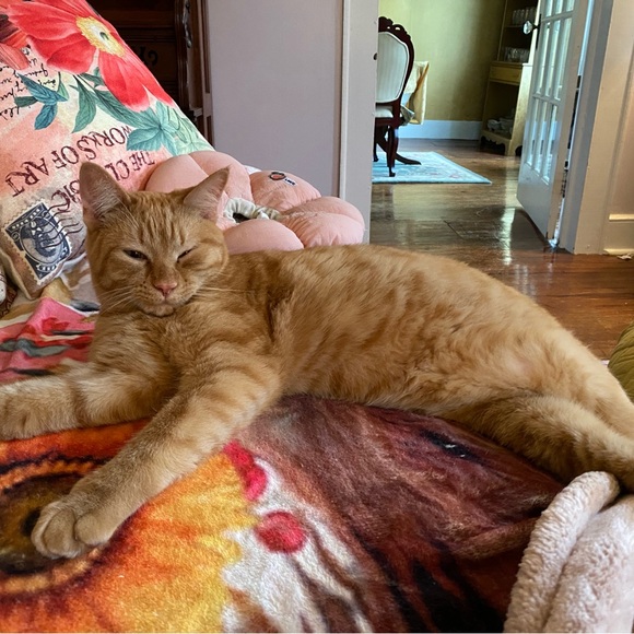 Meet your Posher, Carol - Picture 4 of 4